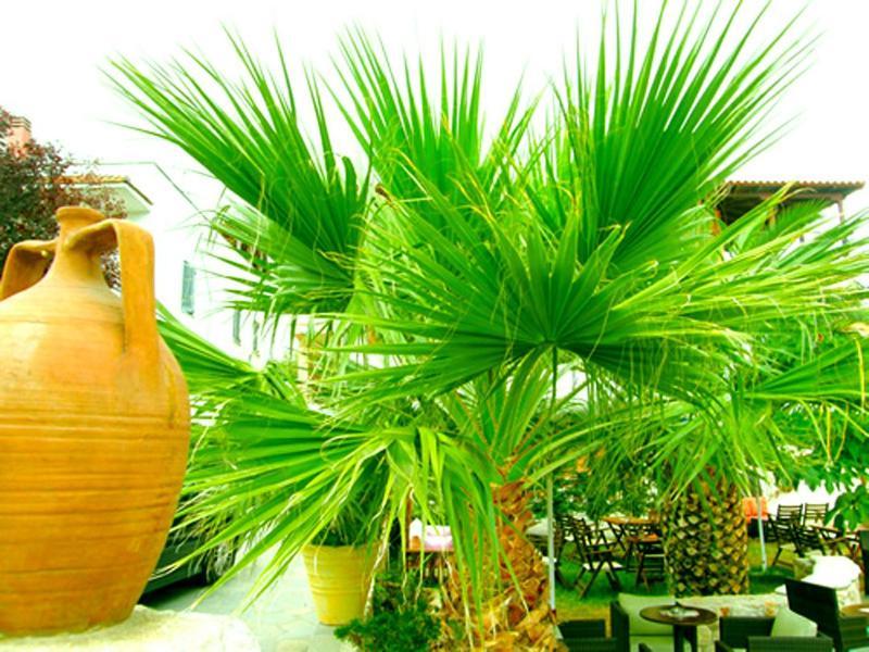 Sivilla Boutique Afytos Luaran gambar